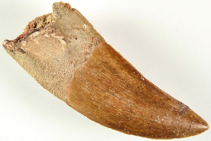 Serrated, Carcharodontosaurus Tooth - Real Dinosaur Tooth #207002